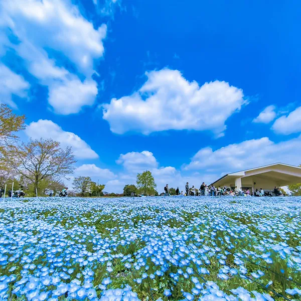 blue_bird_gram さん