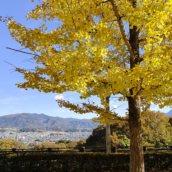 AQUOS 4SEASONS JOURNEY-晩秋- AQUOS sense10で撮影