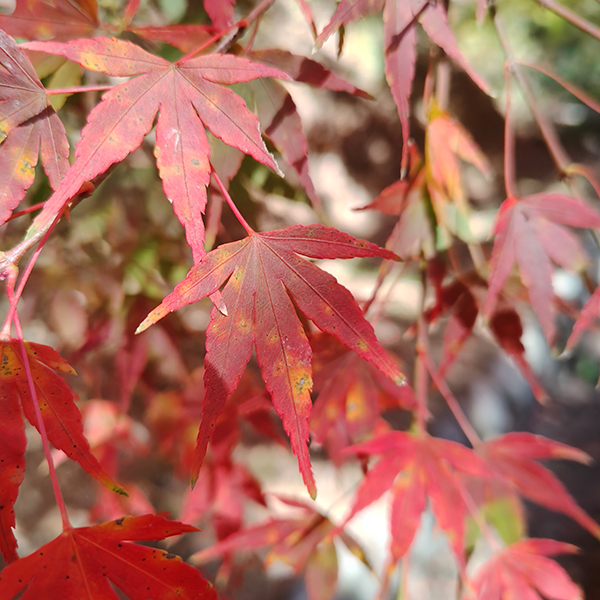 AQUOS 4SEASONS JOURNEY-晩秋- AQUOS sense10で撮影