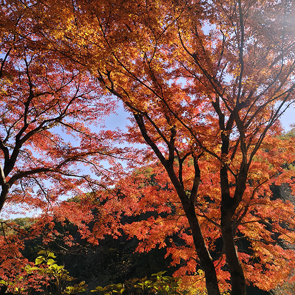 AQUOS 4SEASONS JOURNEY-晩秋- AQUOS sense10で撮影