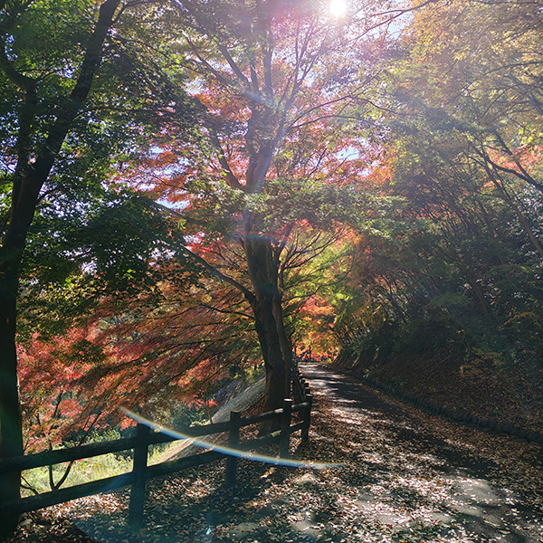 AQUOS 4SEASONS JOURNEY-晩秋- AQUOS sense10で撮影