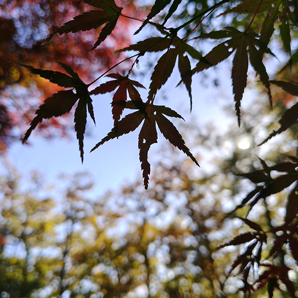 AQUOS 4SEASONS JOURNEY-晩秋- AQUOS sense10で撮影