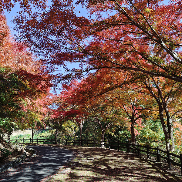 AQUOS 4SEASONS JOURNEY-晩秋- AQUOS sense10で撮影