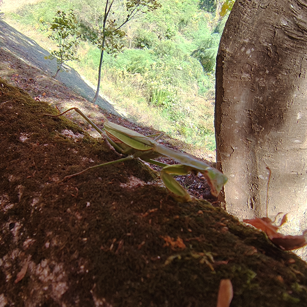 AQUOS 4SEASONS JOURNEY-晩秋- AQUOS sense10で撮影