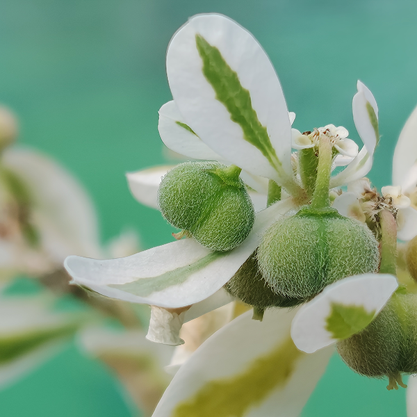 黒田智之 AQUOS sense10で撮影
