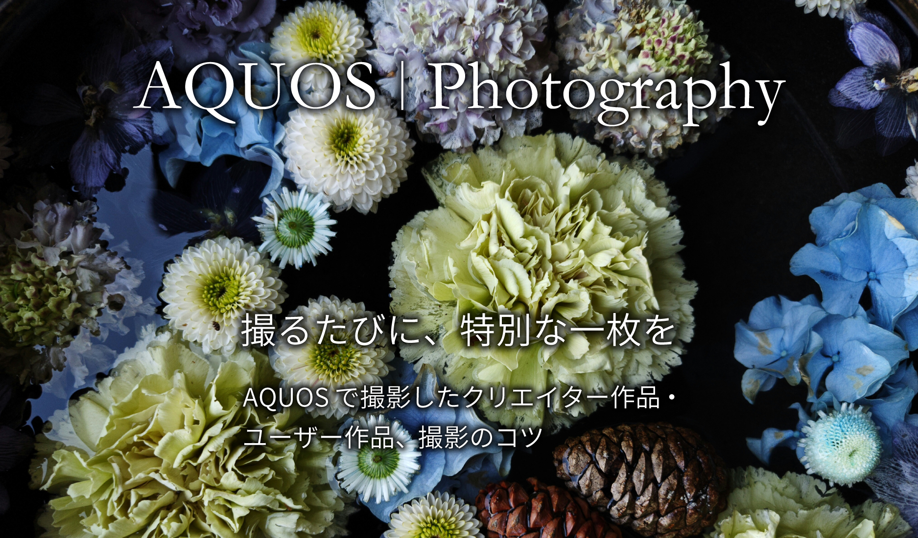 AQUOS Photography
