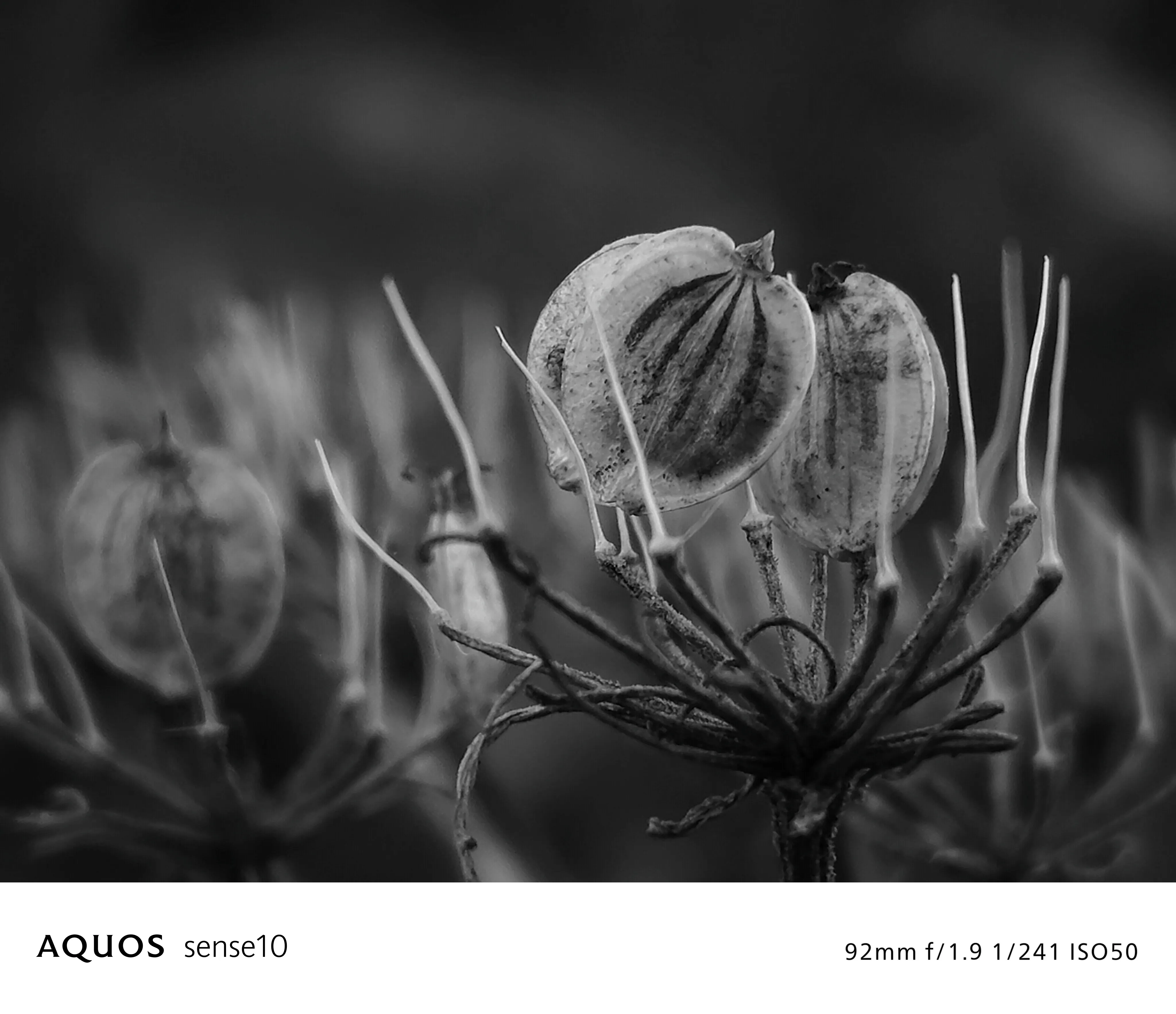 グレースケール フィルターON 写真