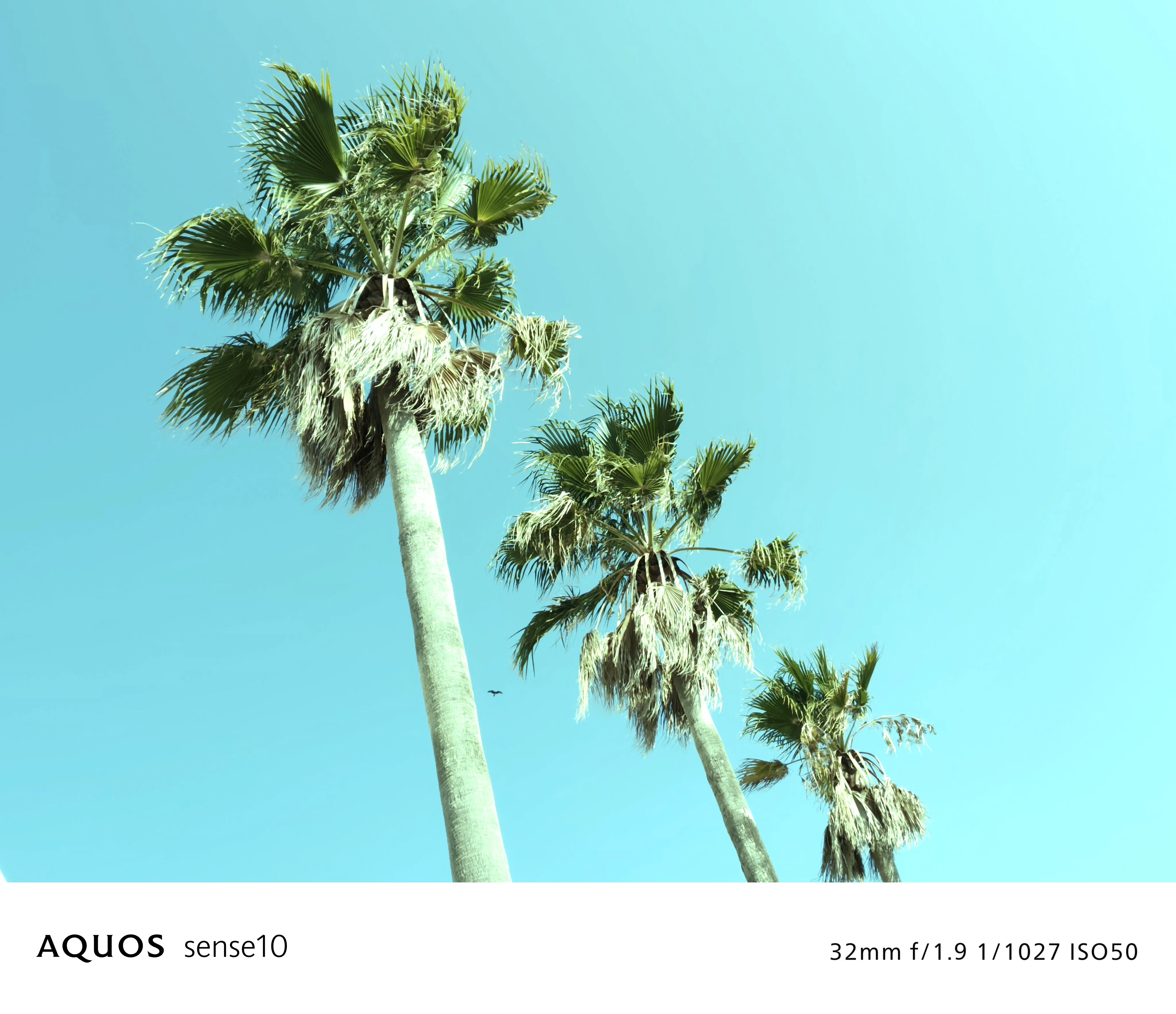 夏色 フィルターON 写真